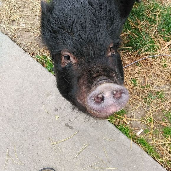 Meet your Posher, David-shawna - Picture 1 of 1